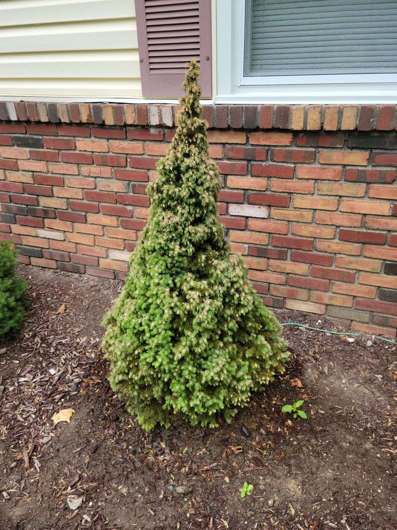 Dwarf Spruces Hugging The Foundation
