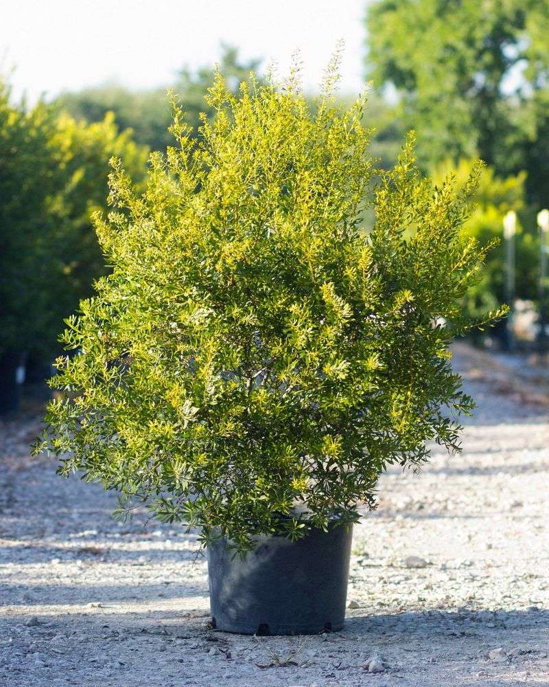 Dwarf Wax Myrtle Handles Wet Or Dry Dwarf Wax Myrtle Handles Wet Or Dry