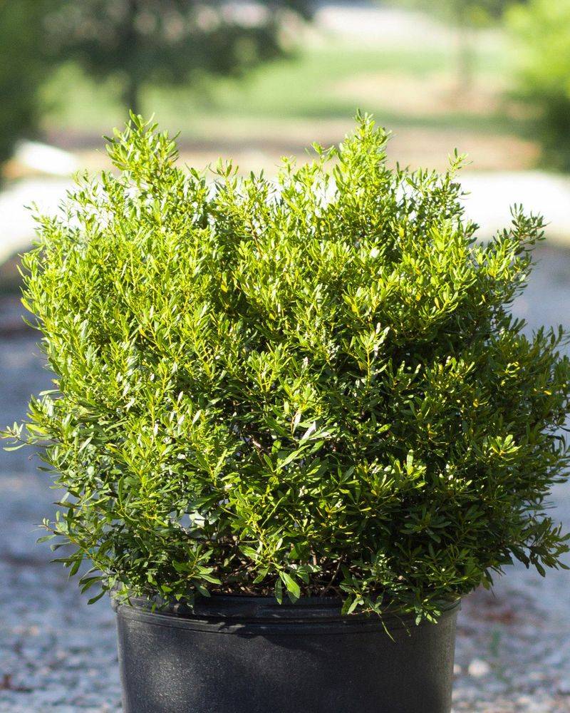 Dwarf Wax Myrtle Handles Wet Or Dry Dwarf Wax Myrtle Handles Wet Or Dry