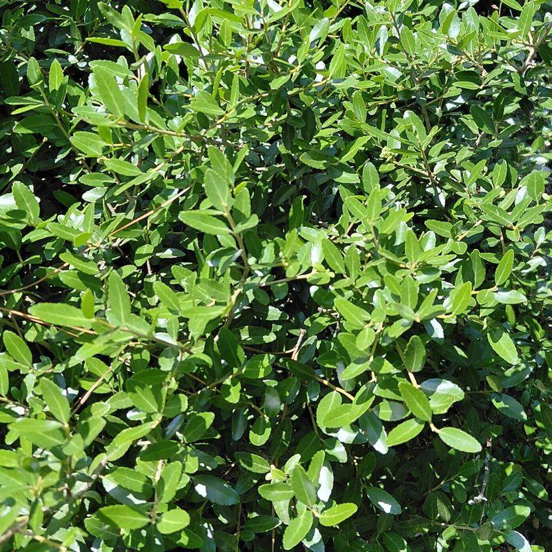 Dwarf Yaupon Holly 'Nana' Dwarf Yaupon Holly 'Nana'