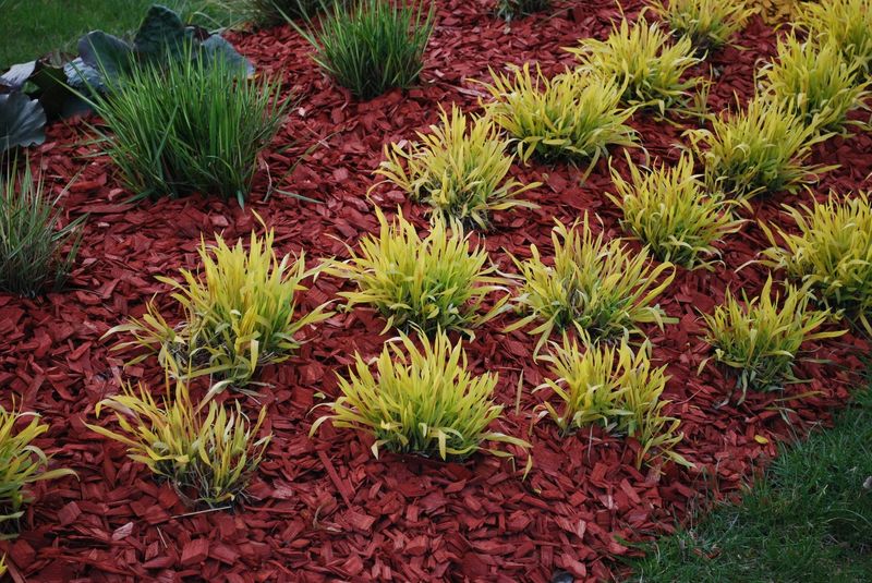 Dyed Mulch Looks Bright But Adds Little Value