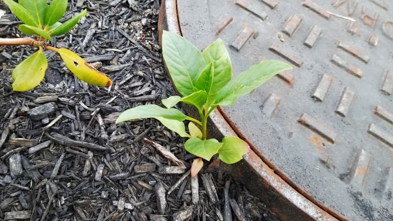 Each Berry Can Add More Seeds To The Soil