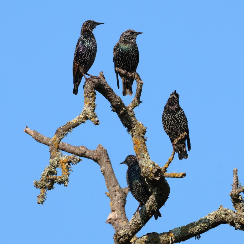 Each Bird Responds To A Handful Of Its Closest Flockmates Each Bird Responds To A Handful Of Its Closest Flockmates