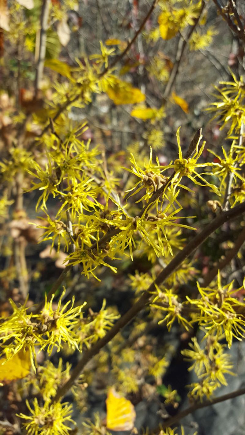 Each Flower Has Four Narrow Ribbon-Like Petals Each Flower Has Four Narrow Ribbon-Like Petals