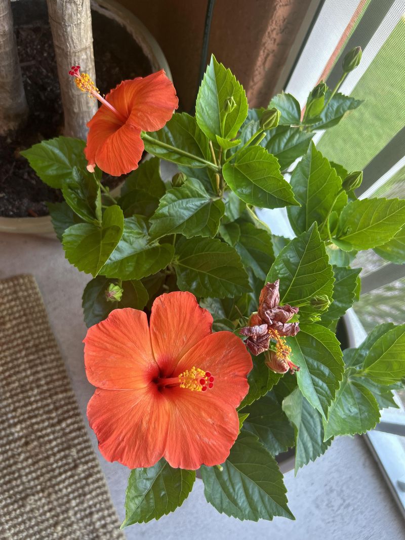 Each Flower Usually Lasts Just A Day Each Flower Usually Lasts Just A Day