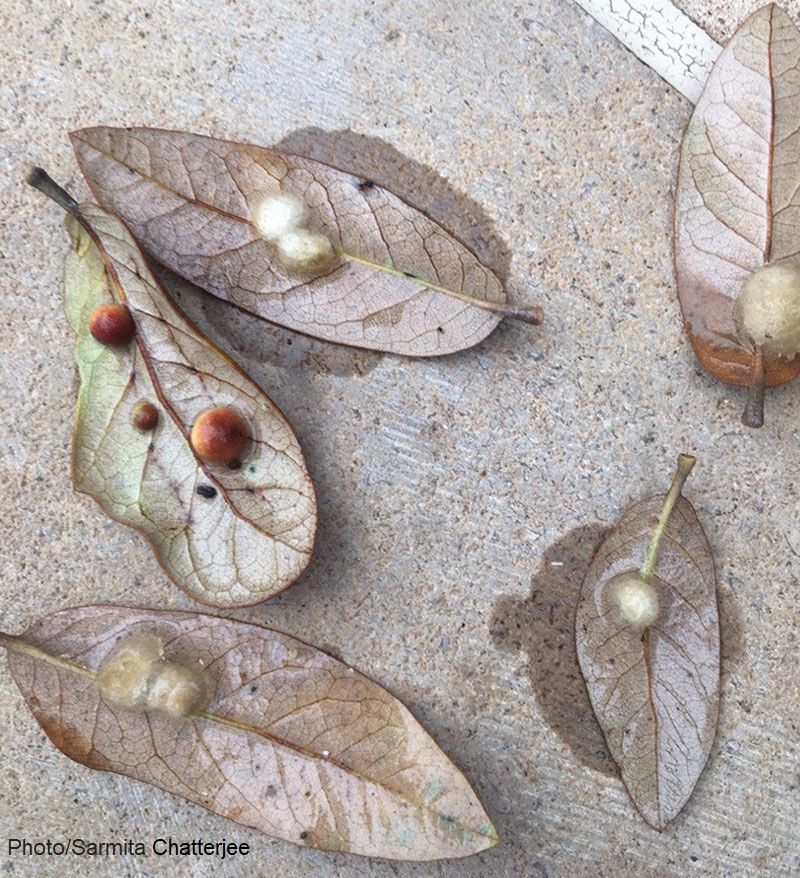 Each Gall Shelters A Single Wasp Larva