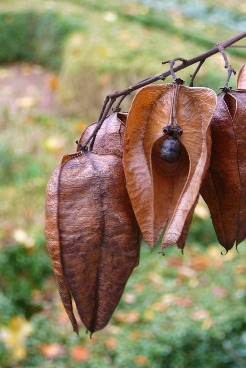 Each Papery Capsule Holds Dark Seeds Ready To Scatter