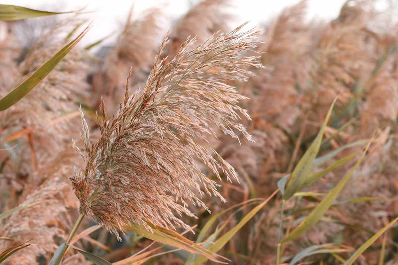 Each Plume Releases Thousands Of Seeds