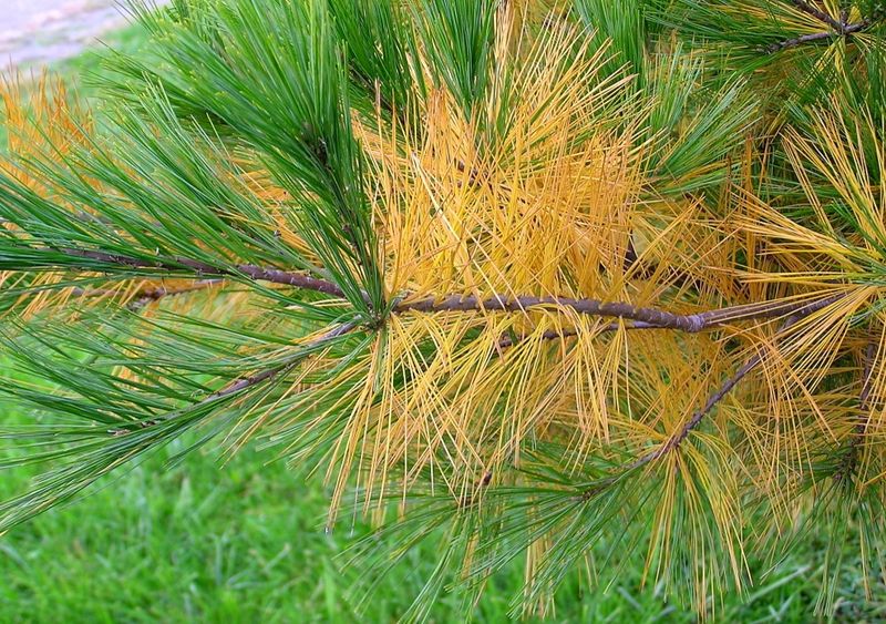 Each Tree Keeps Its Own Needle Schedule Each Tree Keeps Its Own Needle Schedule