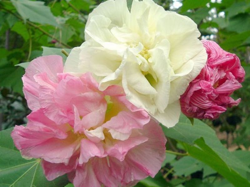 Each flower follows its own clock Each flower follows its own clock