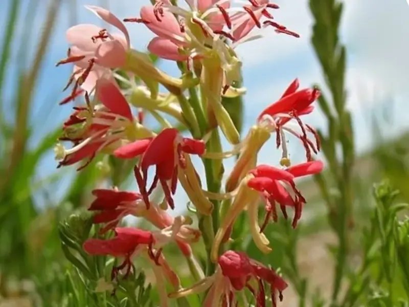 Each flower opens pale and deepens toward red Each flower opens pale and deepens toward red