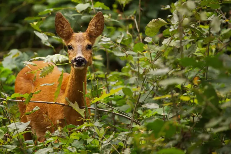 Early Antlerless Seasons Could Spare Fall Shrubs