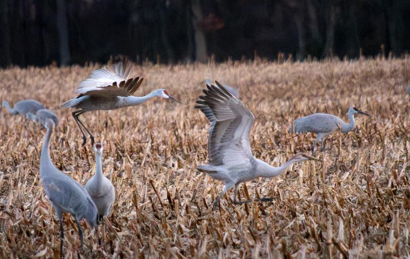 Early Arrivals Touch Down At Jasper-Pulaski