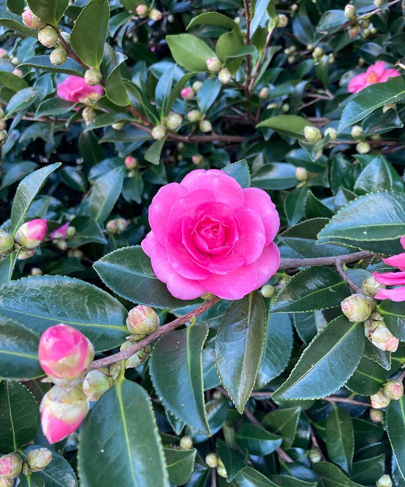 Early-Blooming Varieties Face More Cold Risk In Northern Areas