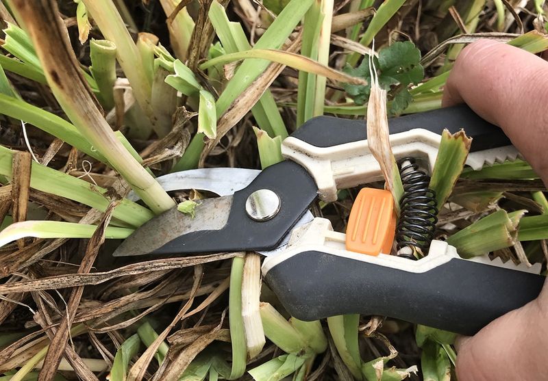 Early Cleanup Costs Your Garden More Than It Saves