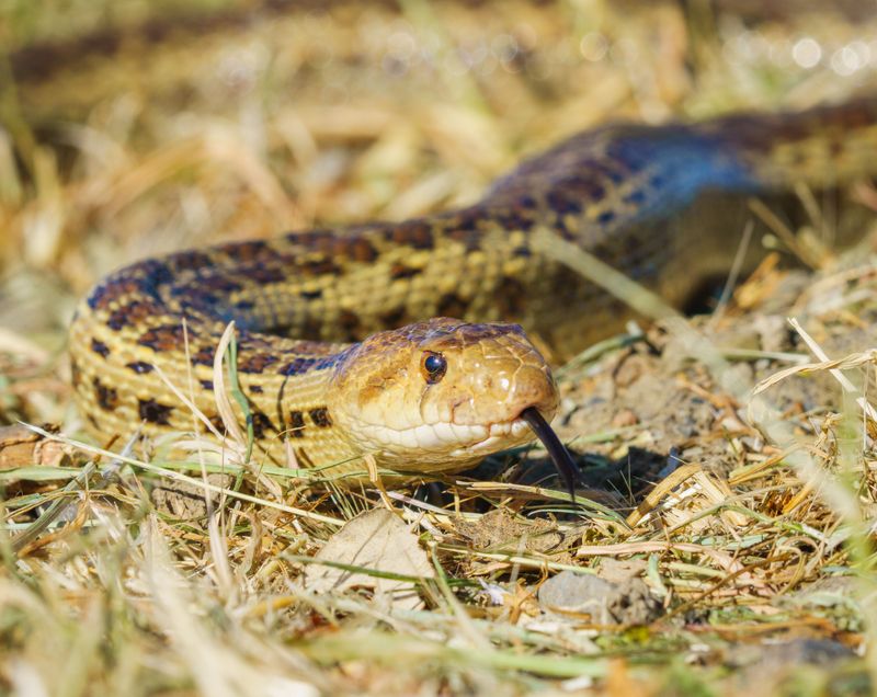 Early Fall Brings More Snake Sightings Your Way Early Fall Brings More Snake Sightings Your Way