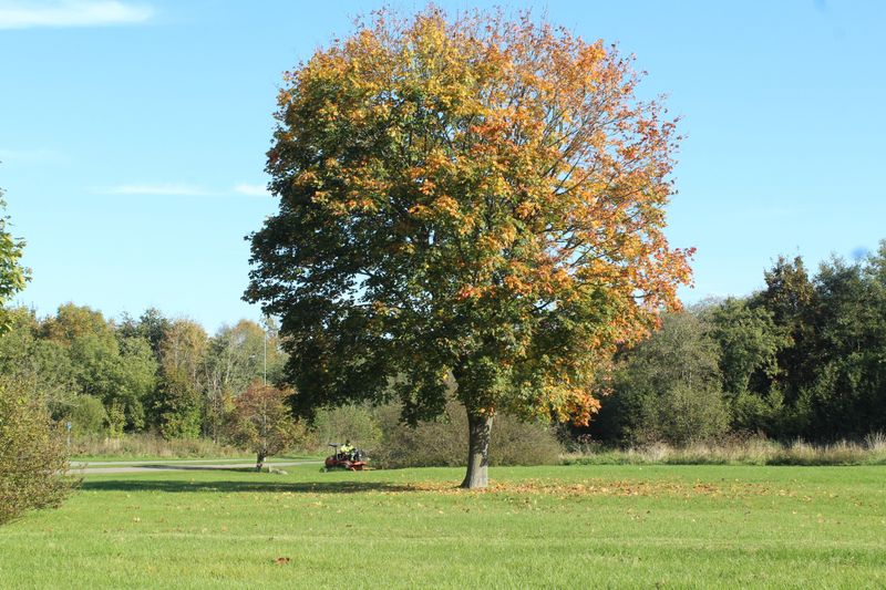 Early Fall Color And Leaf Drop