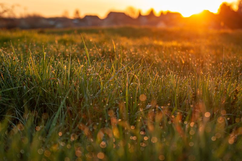Early Fall Seeding Outperforms Spring Planting