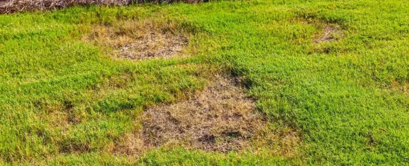 Early Fall Timing For Cool Season Grass