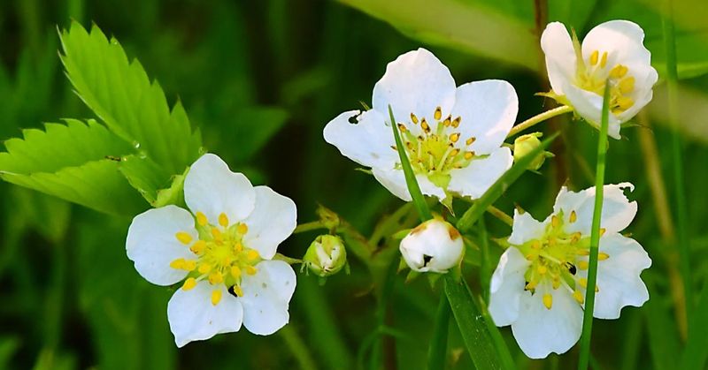 Early Flowers For Pollinators