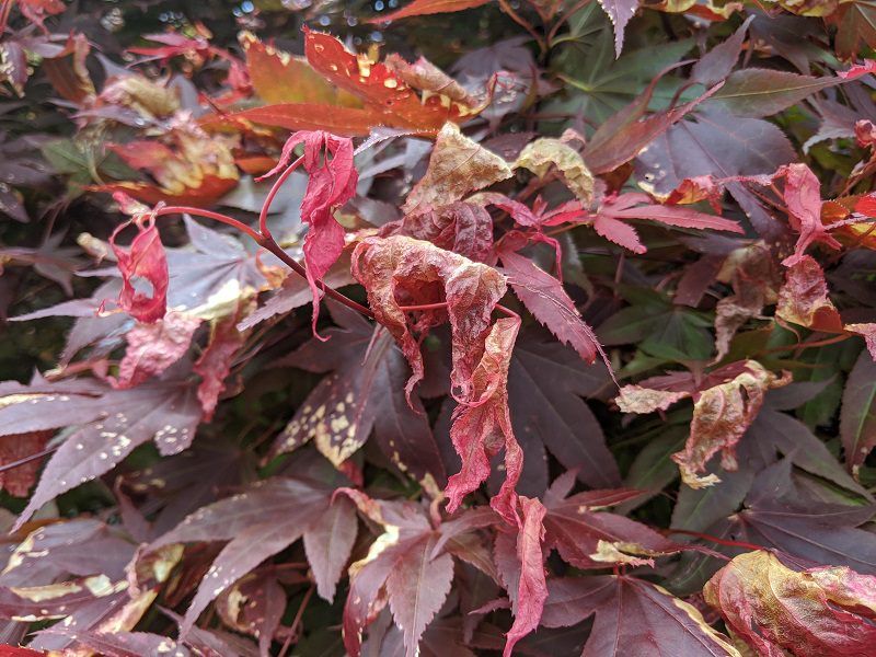 Early Frost Can Cut The Fall Display Short Early Frost Can Cut The Fall Display Short