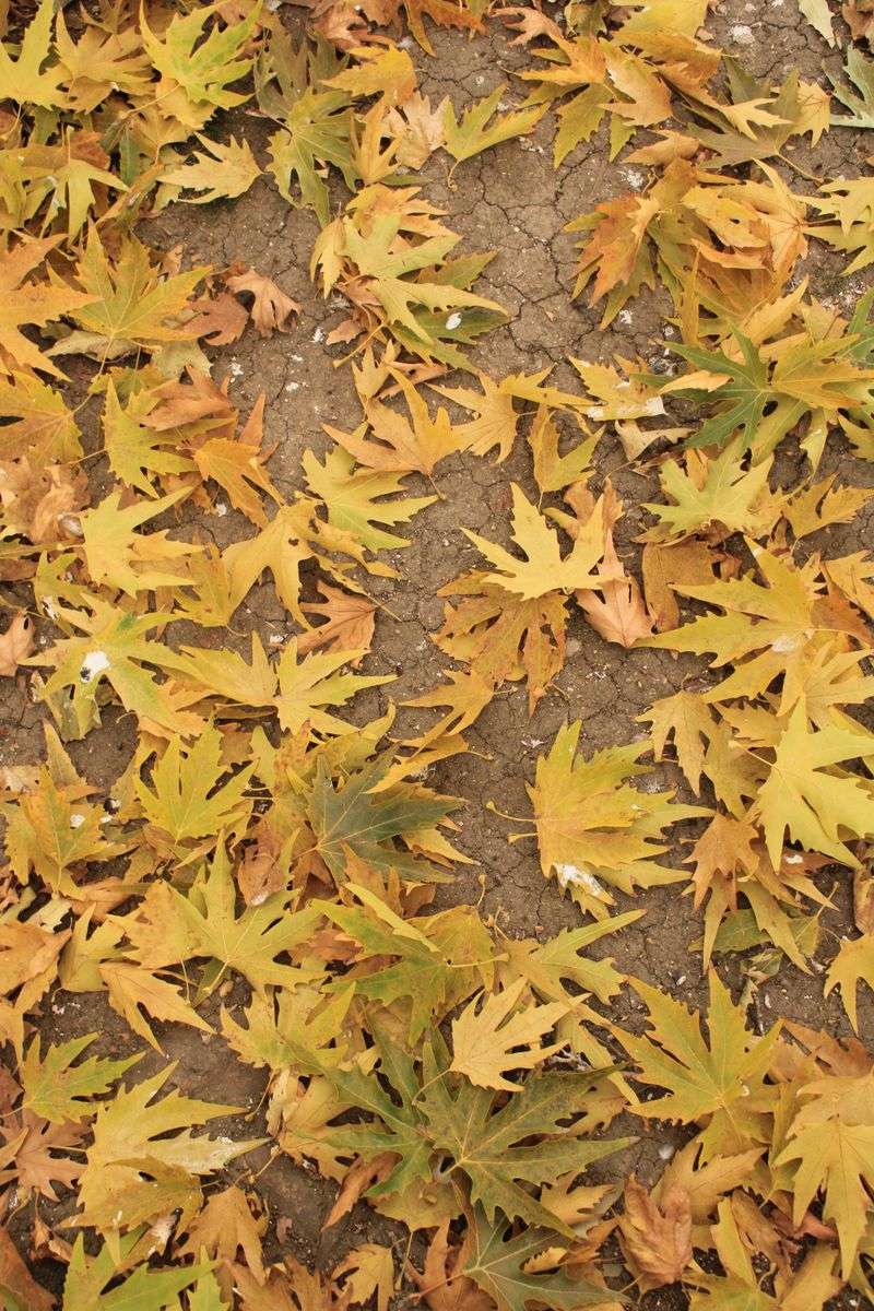 Early Leaf Drop And Cracked Soil Are Thirst Warnings