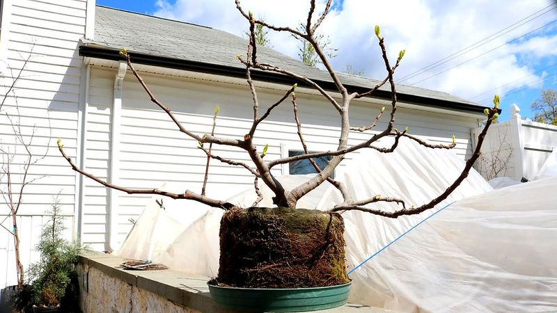 Early Leaf Drop Can Trigger Risky Winter Growth