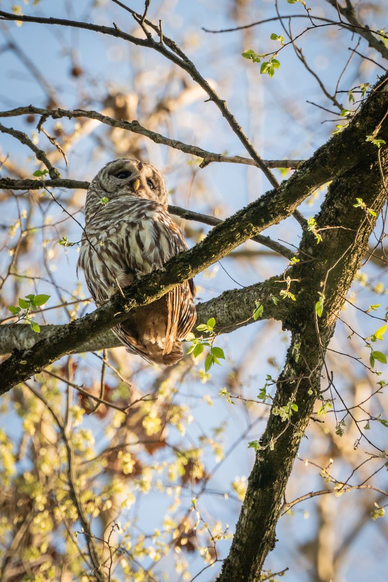 Early October Brings You A Louder Owl Season