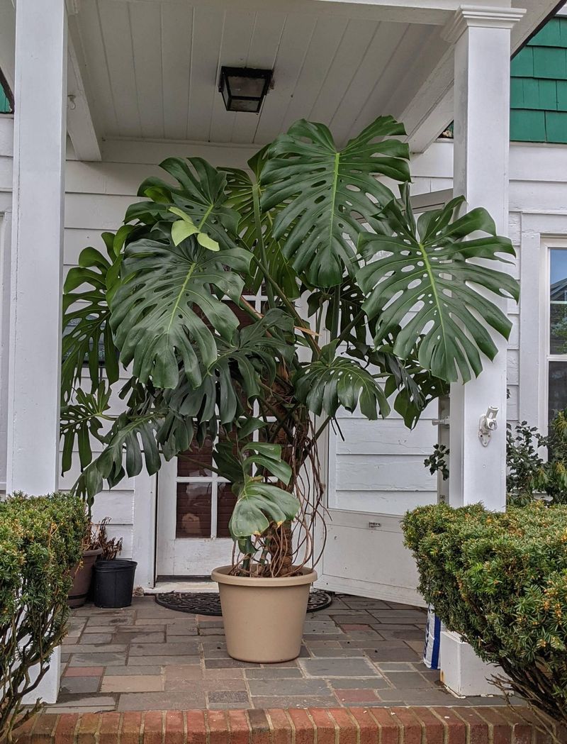 Early October Is Moving Day For Patio Plants Early October Is Moving Day For Patio Plants