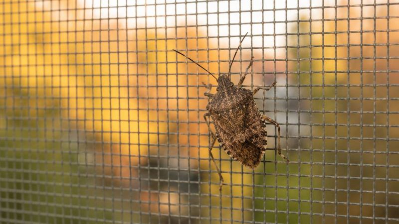 Early October Marks Peak Bug Season