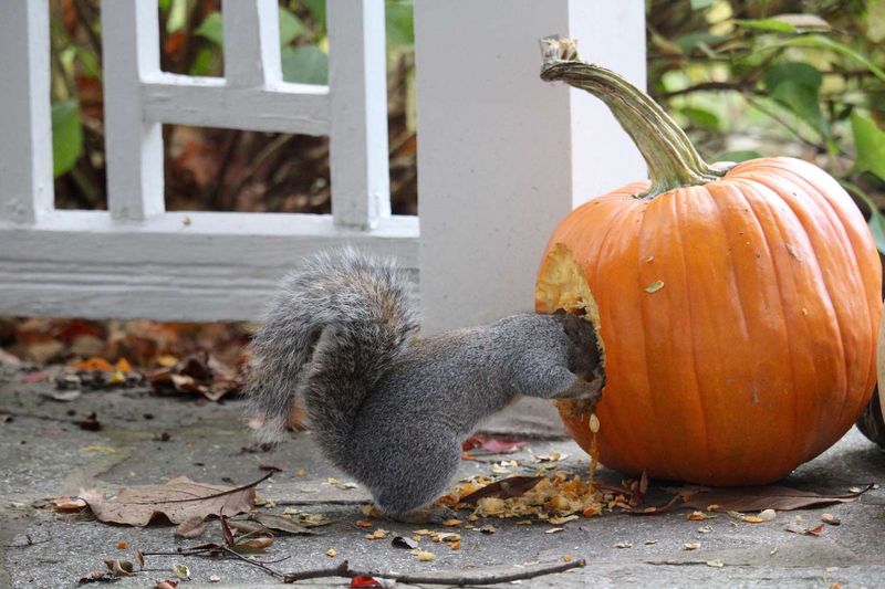 Early October Peak Of Porch Snacking Early October Peak Of Porch Snacking