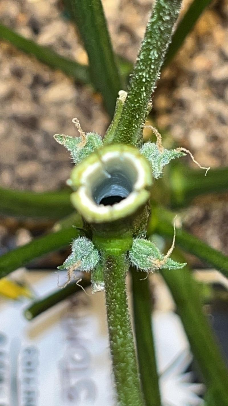 Early October Timing For Indiana Gardeners Early October Timing For Indiana Gardeners