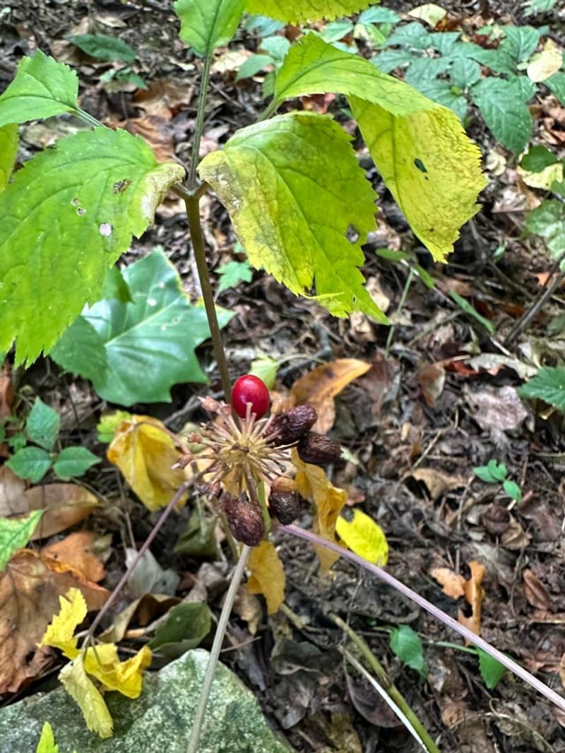 Early October Timing In The Woods
