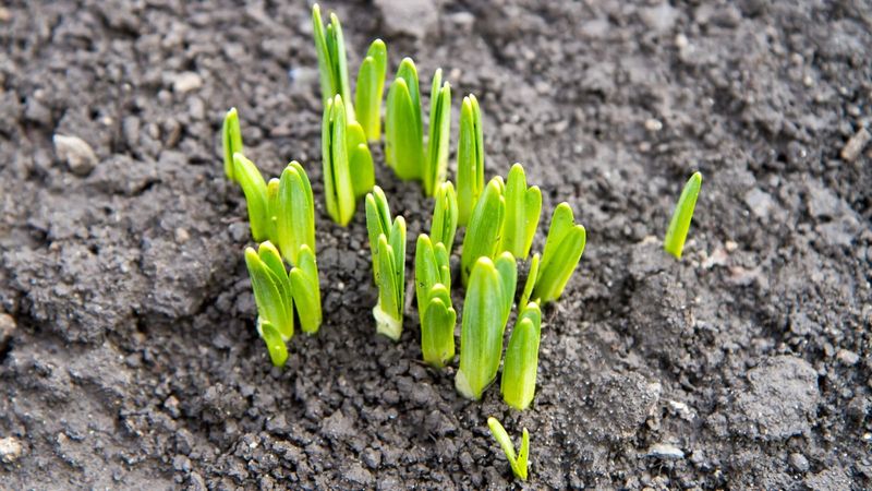 Early Planting Can Trigger Fall Top Growth Early Planting Can Trigger Fall Top Growth
