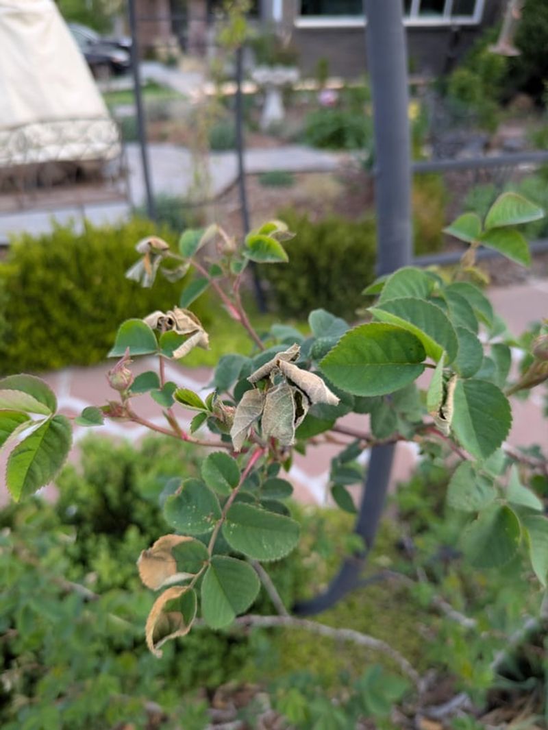 Early Pruning Can Encourage Growth Vulnerable To Frost Early Pruning Can Encourage Growth Vulnerable To Frost