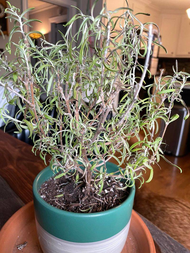 Early Signs Of Too Much Water