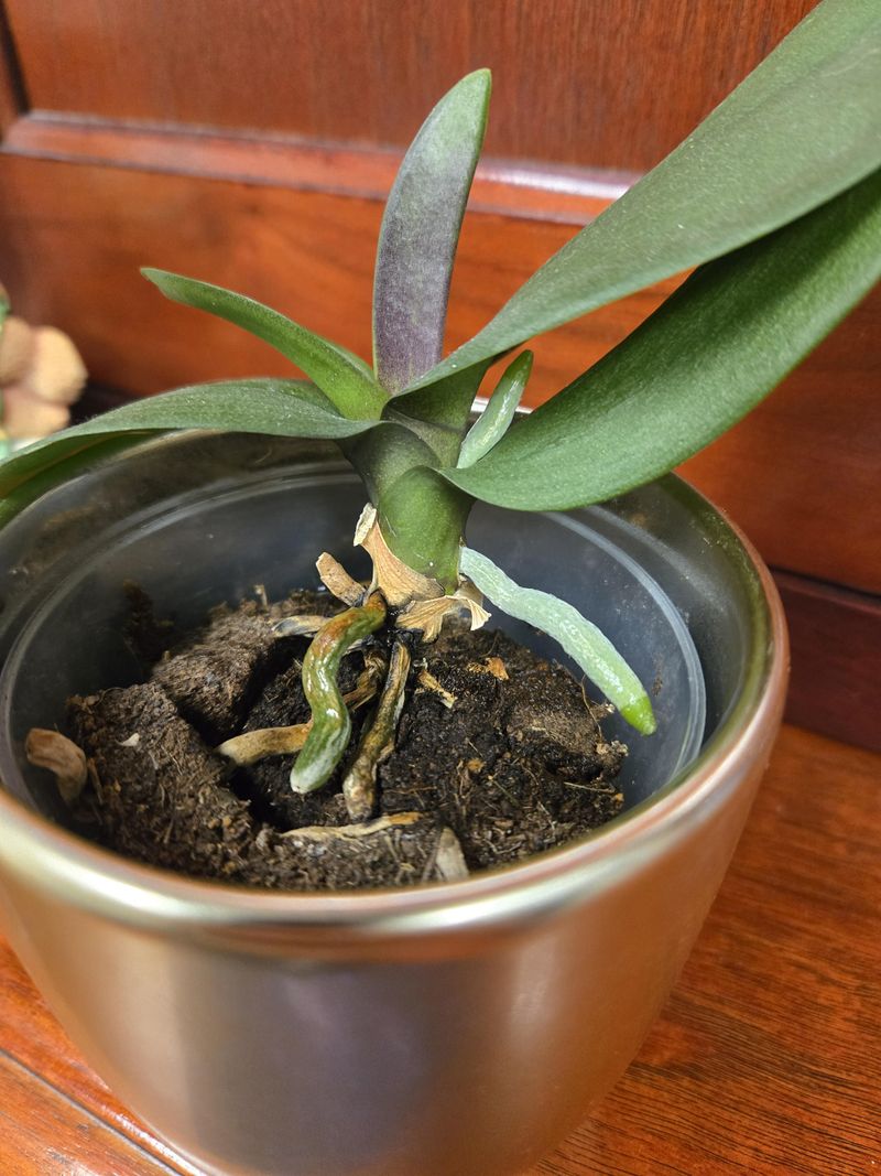 Early Signs Worth Checking At The Leaf Base