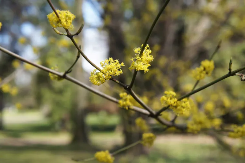 Early Spring Flowers When Little Else Is Blooming Early Spring Flowers When Little Else Is Blooming
