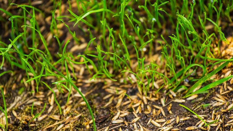 Early Spring Seeding Is The Backup Plan