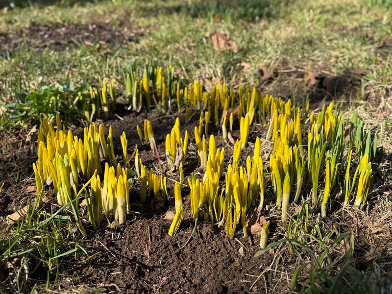 Early Sprouts Are Tougher Than They Look