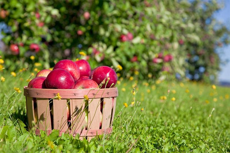 Early Summer Harvests Make These Apples Different From Northern Varieties