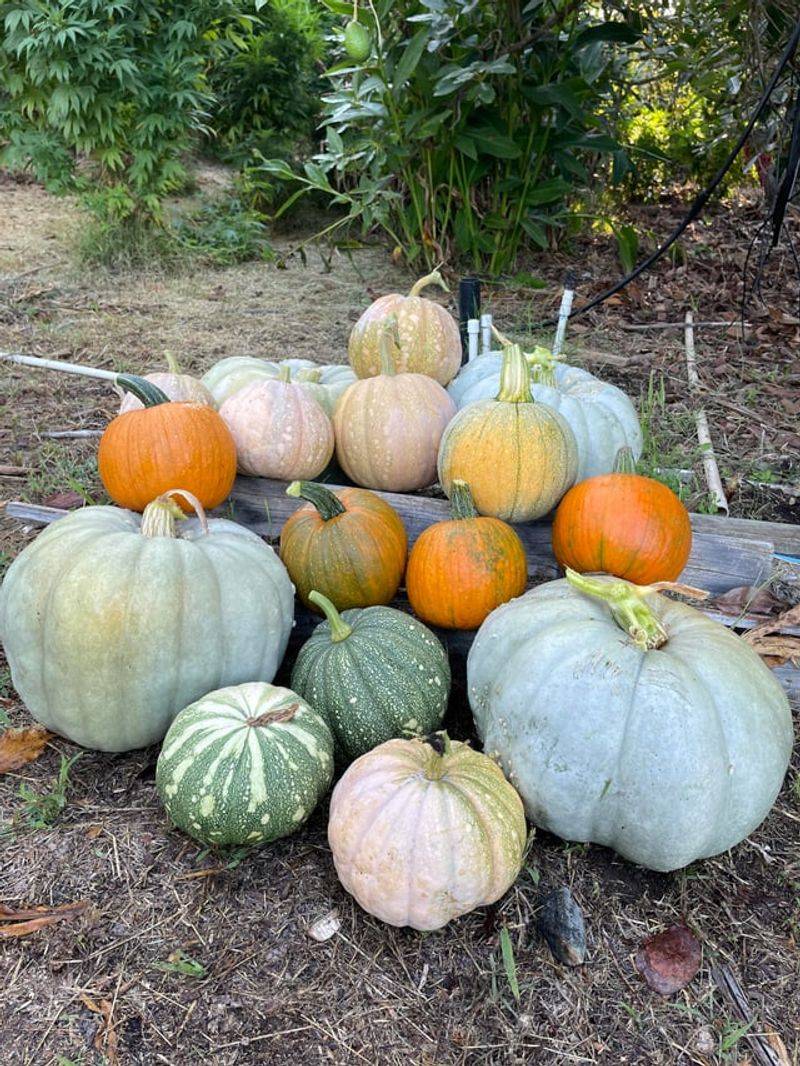 Early Varieties Mature On Their Own Schedule Early Varieties Mature On Their Own Schedule