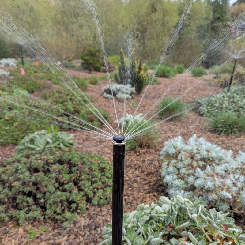 Early Watering Is Still Needed