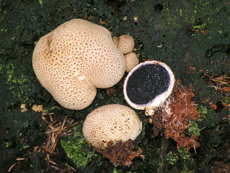 Earthball