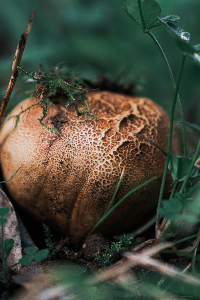 Earthballs Posing As Puffballs In Your Lawn