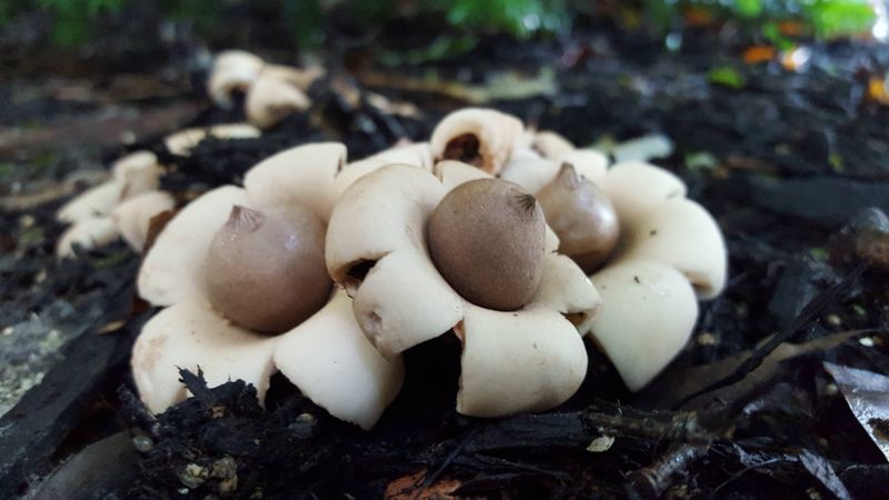 Earthstars Open Like Little Stars