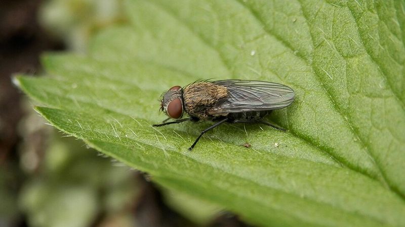 Earthworm Parasites Behind The Bedroom Buzz