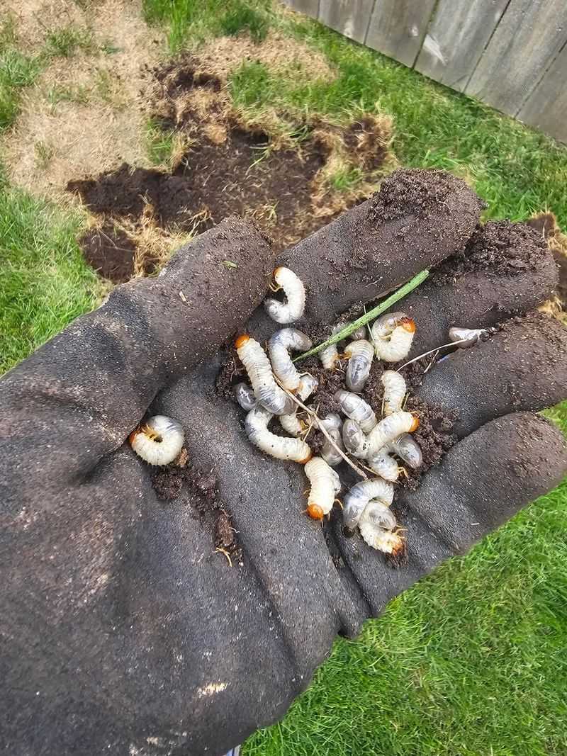 Earthworms And Other Soil Creatures Draw Moles Toward Food Earthworms And Other Soil Creatures Draw Moles Toward Food