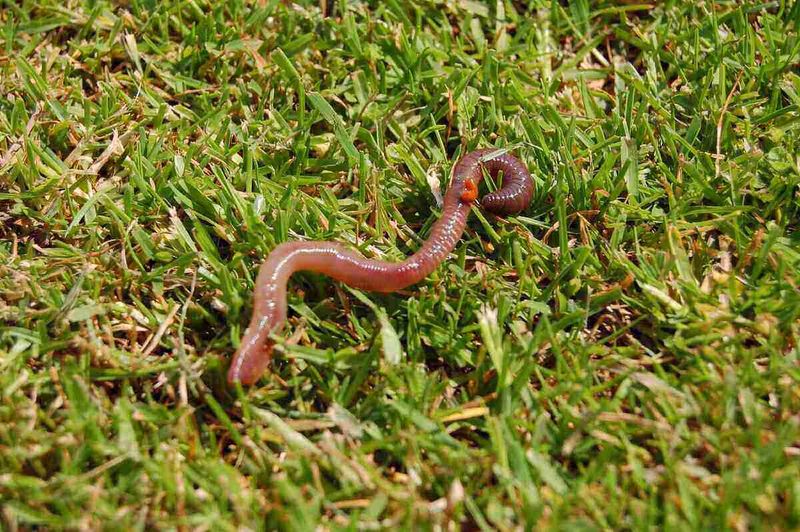 Earthworms Back Near The Surface Are A Healthy Sign Earthworms Back Near The Surface Are A Healthy Sign