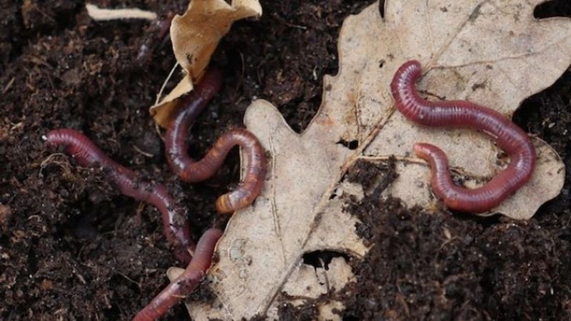 Earthworms Soil Feast On Fallen Leaves Earthworms Soil Feast On Fallen Leaves